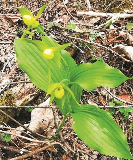 四川花萼山首次拍到 国家二级保护野生濒危植物绿花杓兰