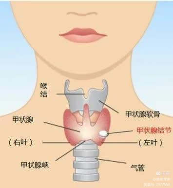 颈窝位置示意图图片